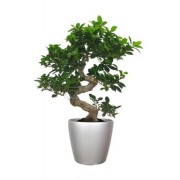 Ficus microcarpa bonsai 35/100 cm in Lechuza classico LS43 cm